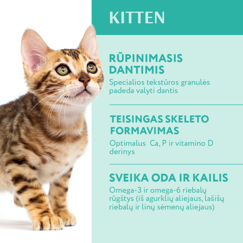Visavertis pašaras kačiukams - višta